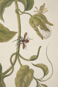 Détail de la planche XXI de Metamorphosis Insectorum Surinamensium par Maria Sibylla Merian, 1705